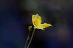 Floating bladderwort